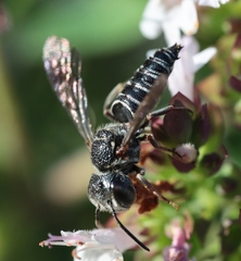 Coelioxys modestus