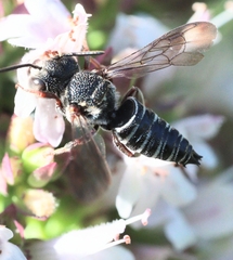 Coelioxys modestus