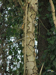 Piptadenia gonoacantha