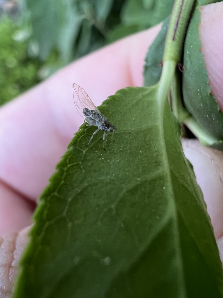 Bactericera arbolensis