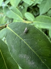 Bactericera arbolensis