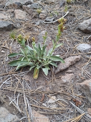 Penstemon carnosus