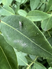 Bactericera arbolensis