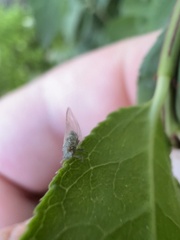 Bactericera arbolensis