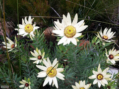 Leucadendron sessile
