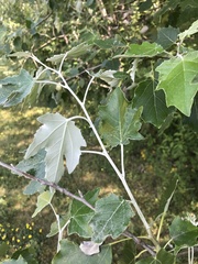 Populus alba