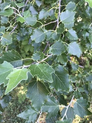 Populus alba