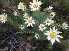 Leucadendron sessile