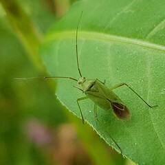 Calocoris