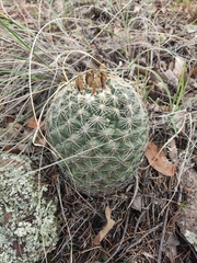 Coryphantha compacta