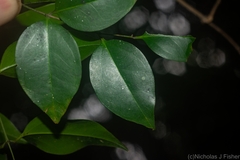 Strychnos psilosperma