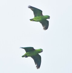 Graydidascalus brachyurus