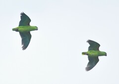 Graydidascalus brachyurus