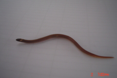 Tantilla