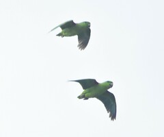 Graydidascalus brachyurus