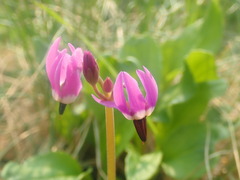 Primula frigida