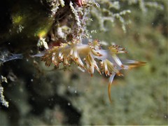 Sakuraeolis nungunoides