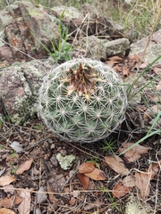 Coryphantha compacta