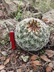 Coryphantha compacta