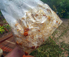 Psilocybe tampanensis