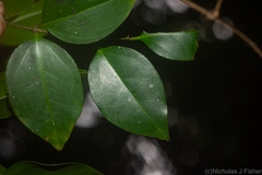 Strychnos psilosperma