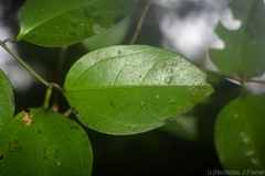 Strychnos psilosperma