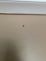 Chrysopilus modestus