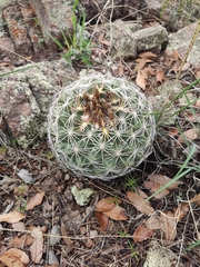 Coryphantha compacta