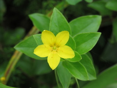 Lysimachia azorica