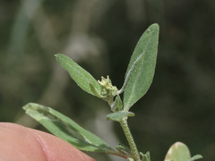 Atriplex gmelinii