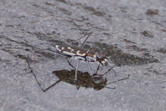 Opilidia macrocnema