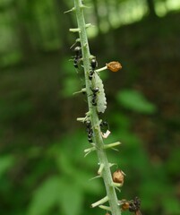 Celastrina neglectamajor