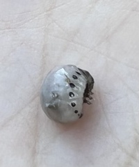 Labidomera clivicollis