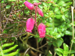Daboecia azorica