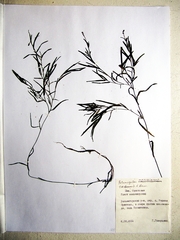 Potamogeton maackianus