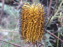 Banksia neoanglica