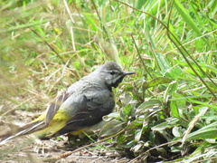 Motacilla cinerea patriciae