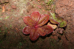 Drosera rosulata