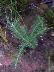 Leucospermum lineare