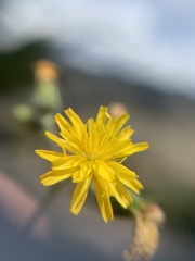 Hieracium abscissum