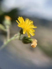 Hieracium abscissum