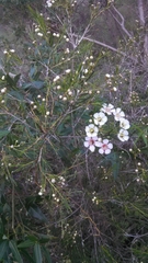 Chamelaucium uncinatum