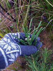 Leucospermum lineare