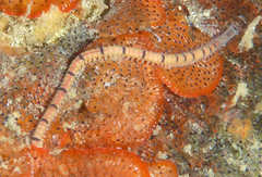 Odontosyllis phosphorea