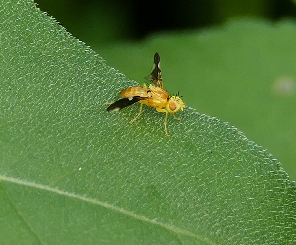 Strauzia noctipennis