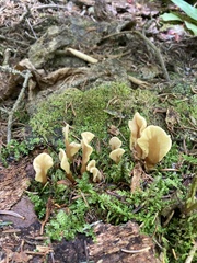 Spathulariopsis