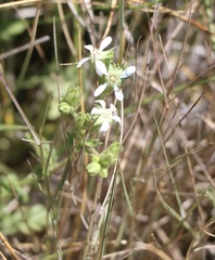 Horkelia clevelandii