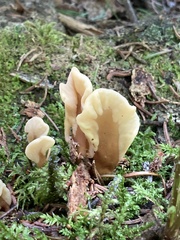 Spathulariopsis