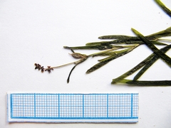 Potamogeton maackianus