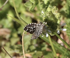 Pyrgus ruralis lagunae